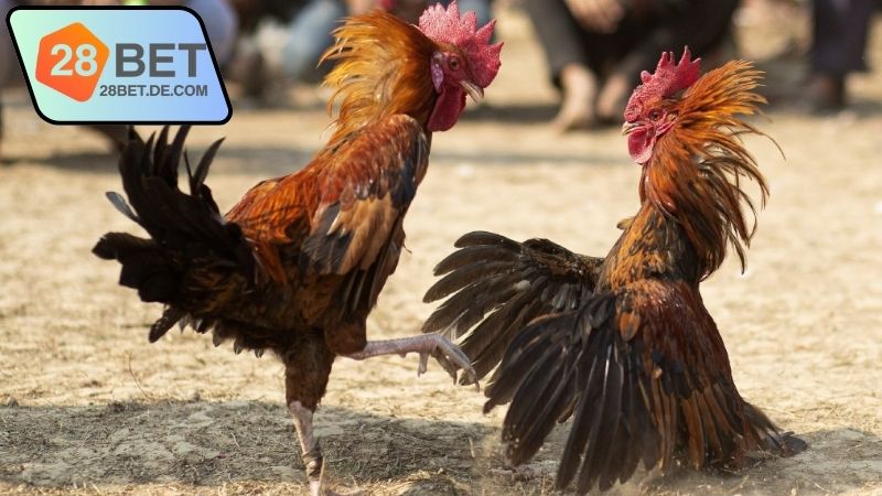 Trải nghiệm xem đá gà trực tiếp hôm nay 28Bet